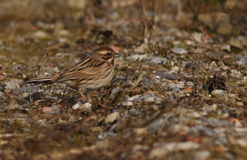Common Reed Bunting (Emberiza schoeniclus)