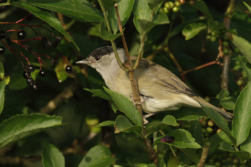 Blackcap (Sylvia atricapilla)