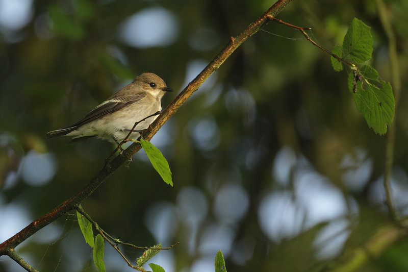 Pied Flycatcher (Ficedula hypoleuca)