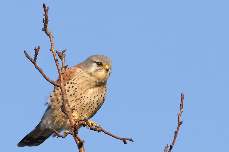 Common Kestrel (Falco tinnunculus) 