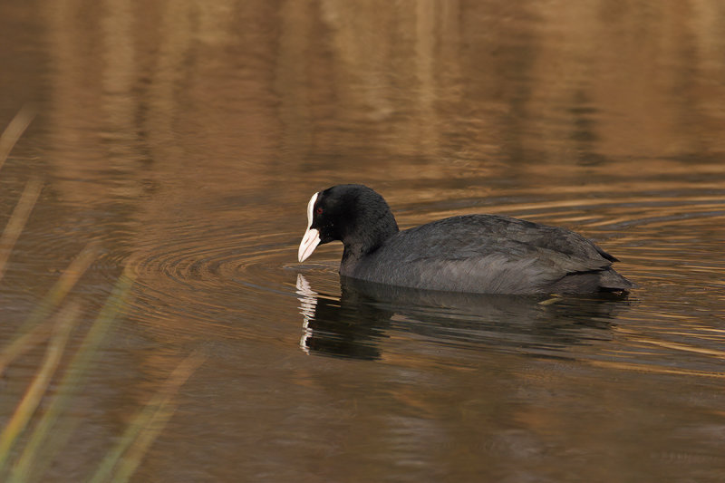 Eurasian Coot (Fulica atra) 