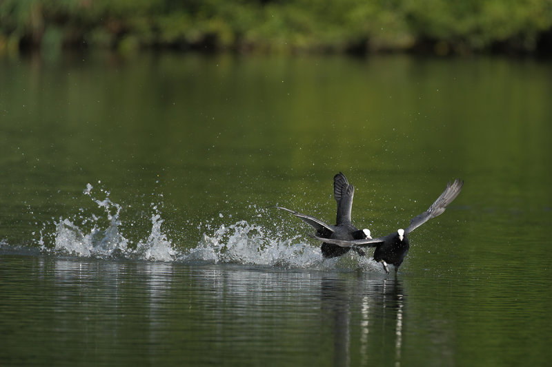 Eurasian Coot (Fulica atra) 