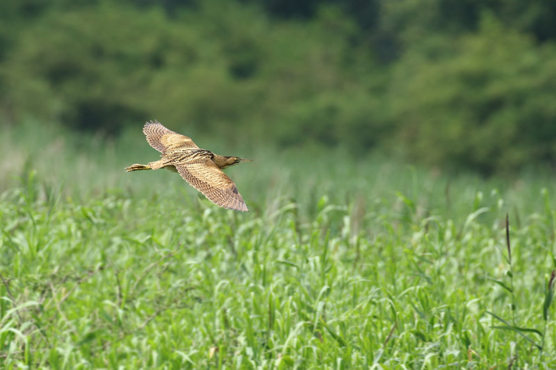 Great Bittern (Botaurus stellaris)