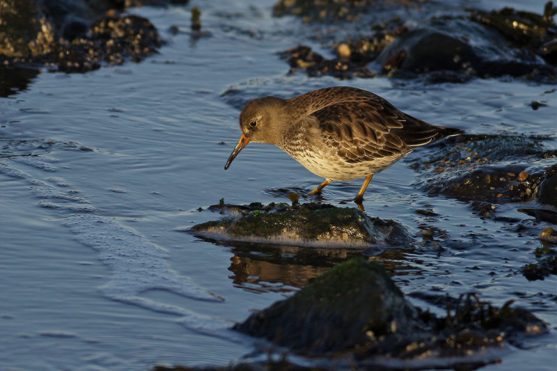 Purple Sandpiper (Calidris maritima)