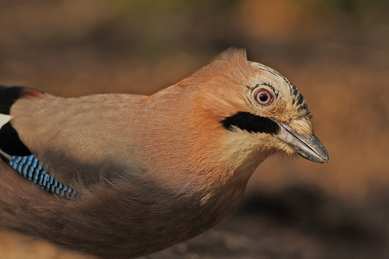 Eurasian Jay (Garrulus glandarius)