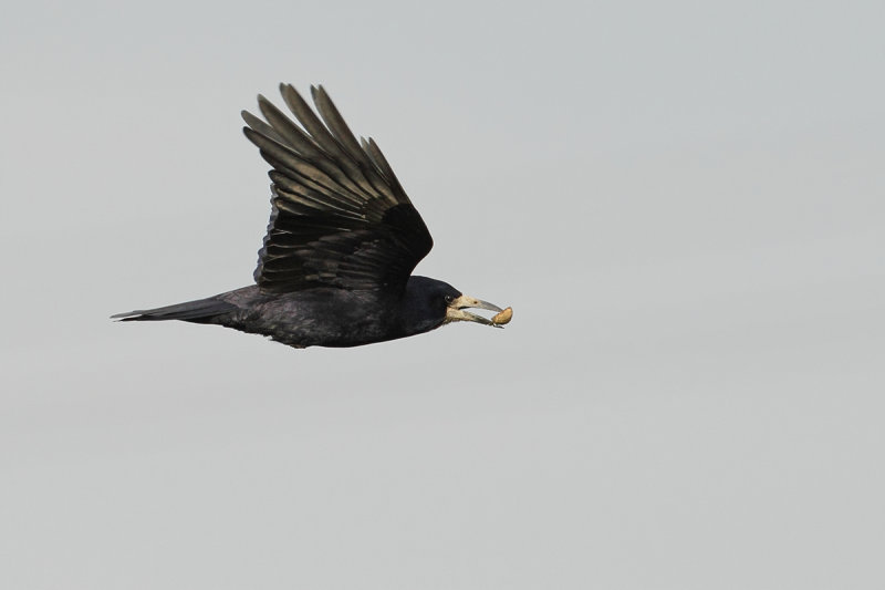 Rook (Corvus frugilegus)
