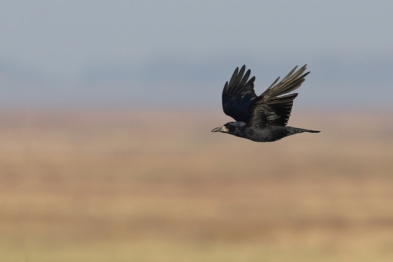Rook (Corvus frugilegus)