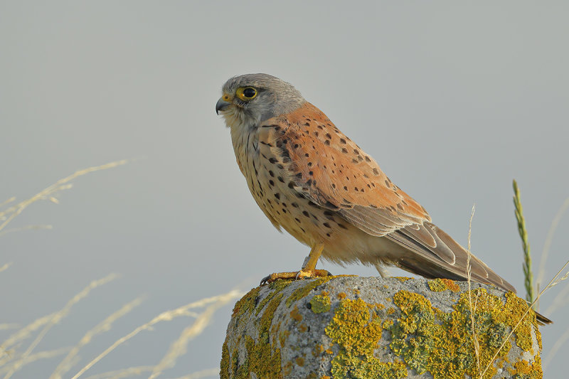 Common Kestrel (Falco tinnunculus)