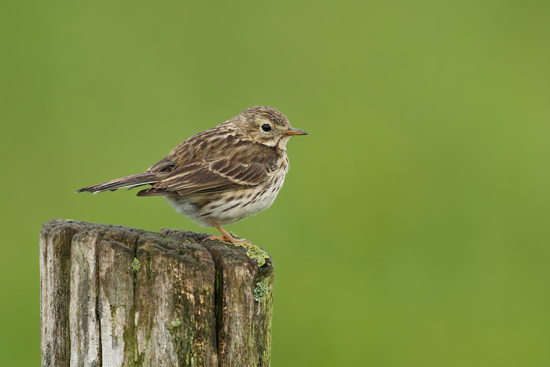 Meadow Pipit (Anthus pratensis) 