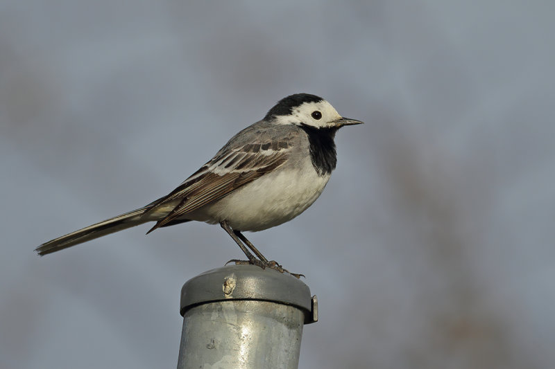 White Wagtail (Motacilla alba)