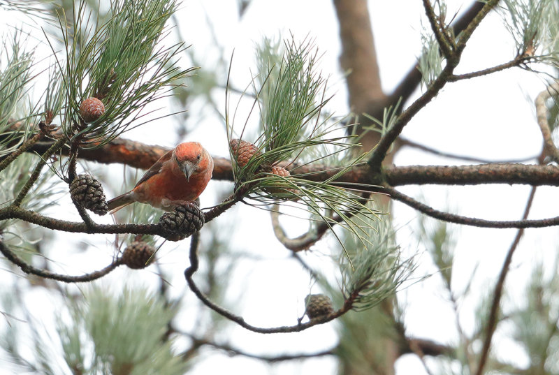 Parrot Crossbill (Loxia pytyopsittacus)