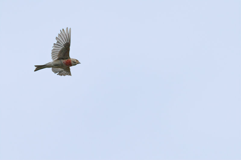 Linnet (Carduelis cannabina)