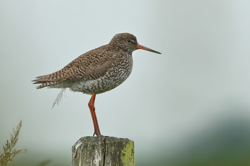 Redshank (Tringa totanus)