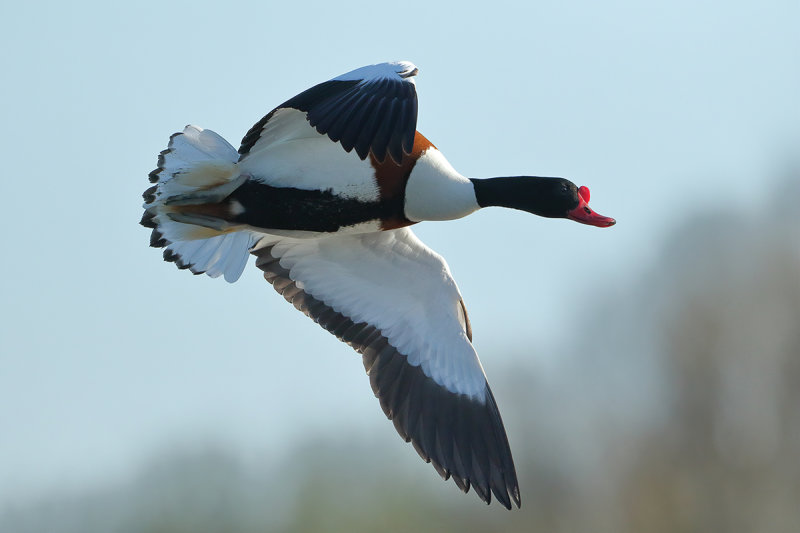 Common Shelduck (Tadorna tadorna)