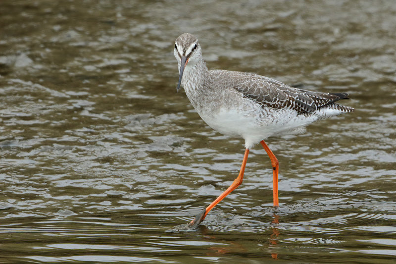 Spotted Redshank (Tringa erythropus) 