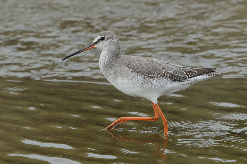 Spotted Redshank (Tringa erythropus) 