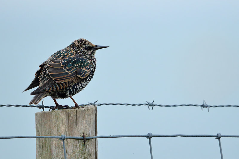 European Starling (Sturnus vulgaris)