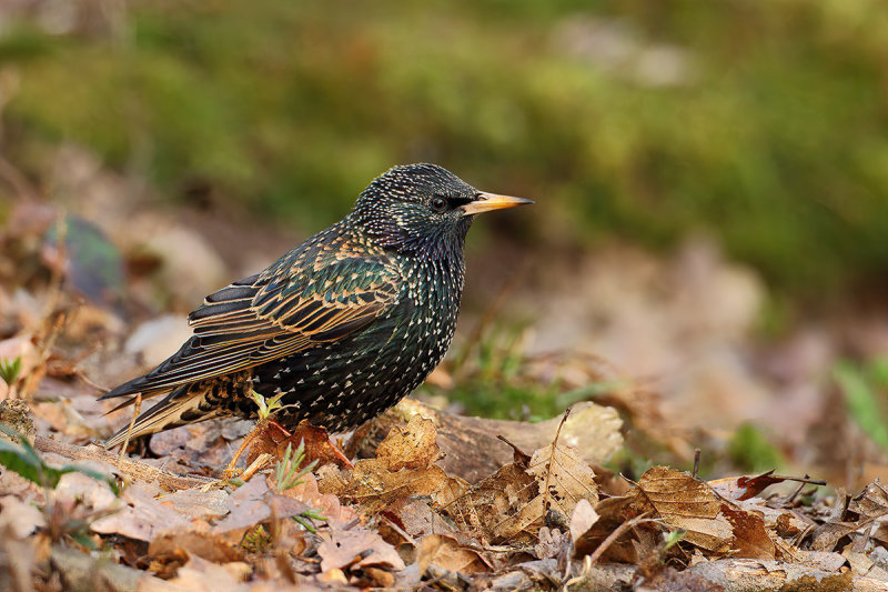 European Starling (Sturnus vulgaris)