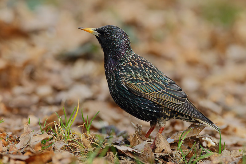 European Starling (Sturnus vulgaris)