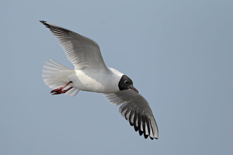 Black-headed Gull (Chroicocephalus ridibundus)