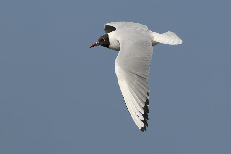Black-headed Gull (Chroicocephalus ridibundus)