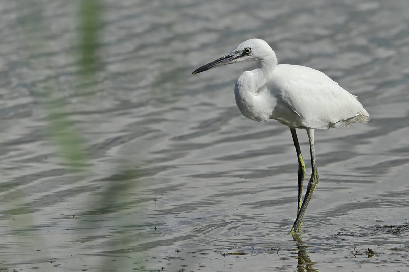 Little Egret (Egretta garzetta)