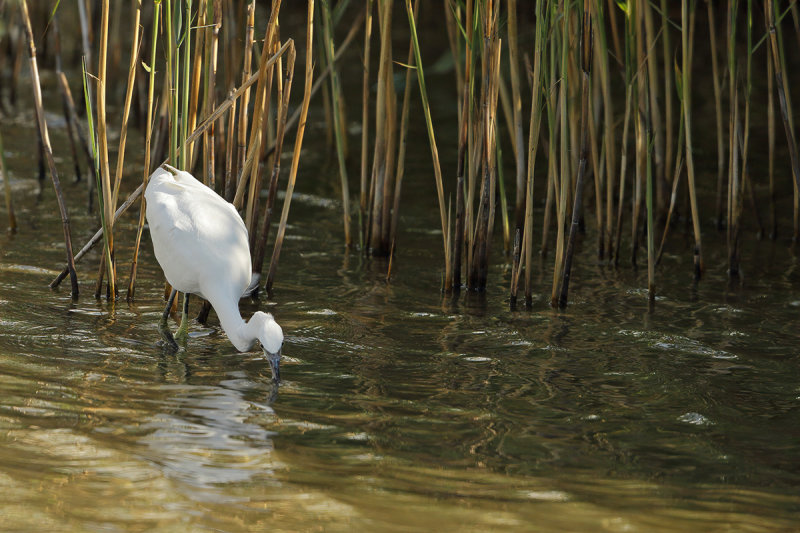 Little Egret (Egretta garzetta)