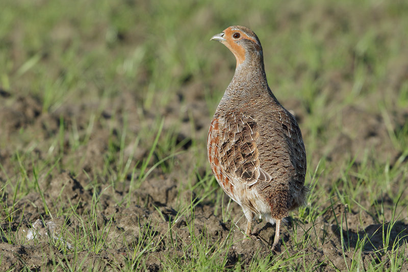 Grey Partridge (Perdix perdix)