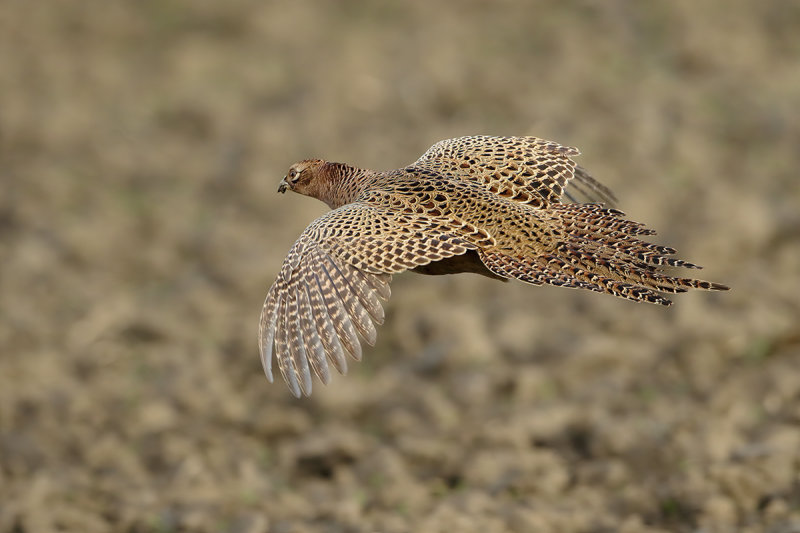 Common Pheasant (Phasianus colchicus) 