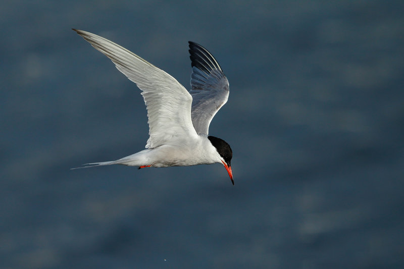 Common Tern (Sterna hirundo)