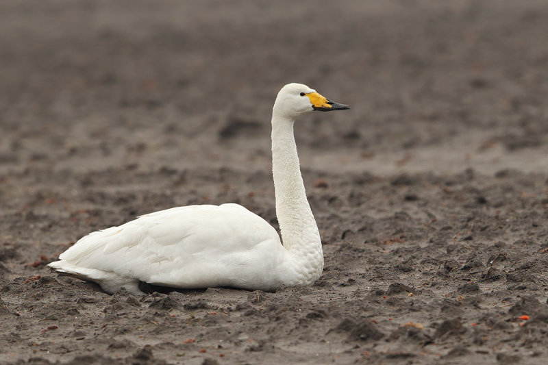 Whooper Swan (Cygnus cygnus)