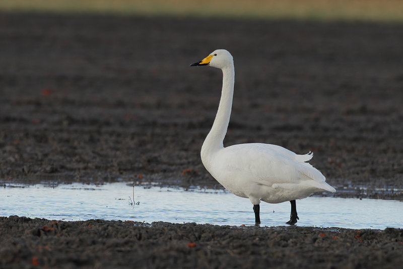 Whooper Swan (Cygnus cygnus)