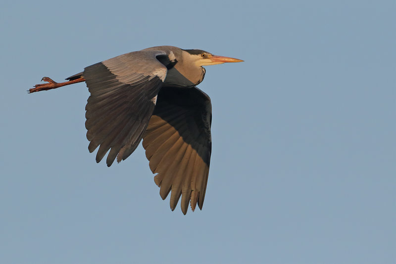 Grey Heron (Ardea cinerea)