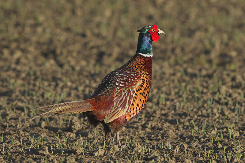 Common Pheasant (Phasianus colchicus) 