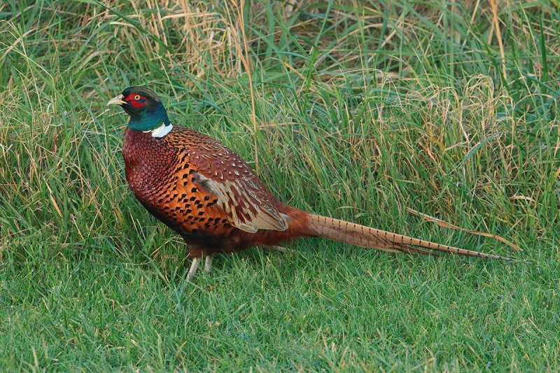 Common Pheasant (Phasianus colchicus) 