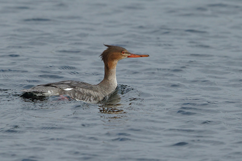 Red-breasted Merganser (Mergus serrator)