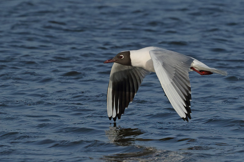 Black-headed Gull (Chroicocephalus ridibundus)
