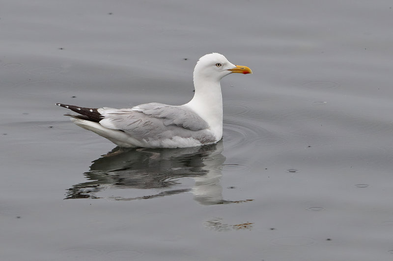 Herring Gull (Larus argentatus ssp. argenteus)