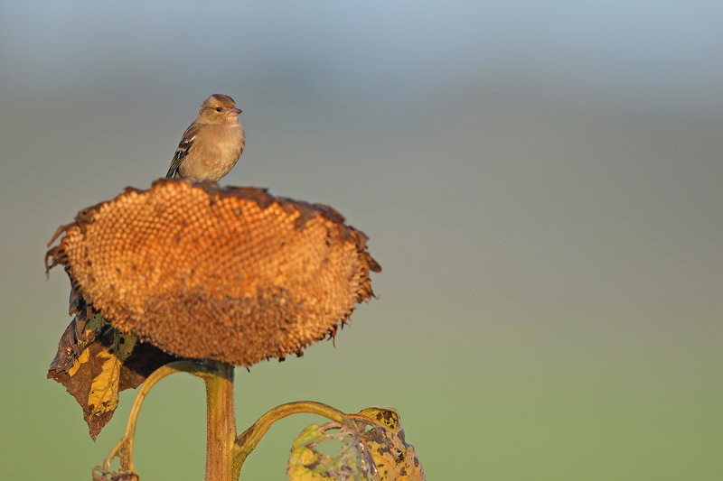 Common Chaffinch (Fringilla coelebs) 