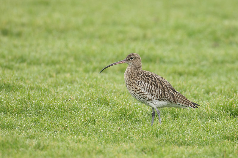 Curlew (Numenius arquata)