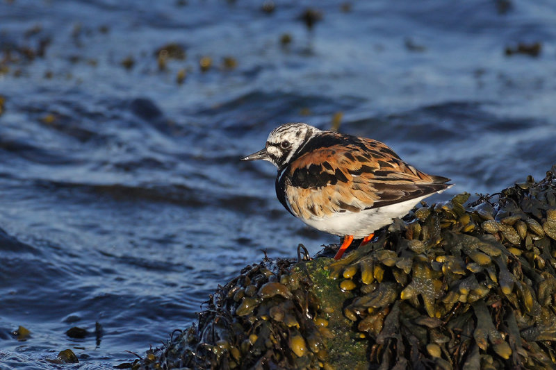 Ruddy Turnstone (Arenaria interpres)