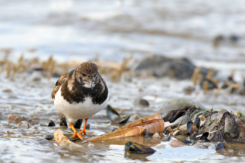 Ruddy Turnstone (Arenaria interpres)