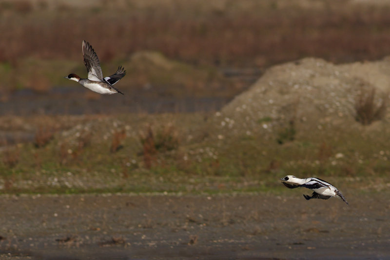 Smew (Mergellus albellus)