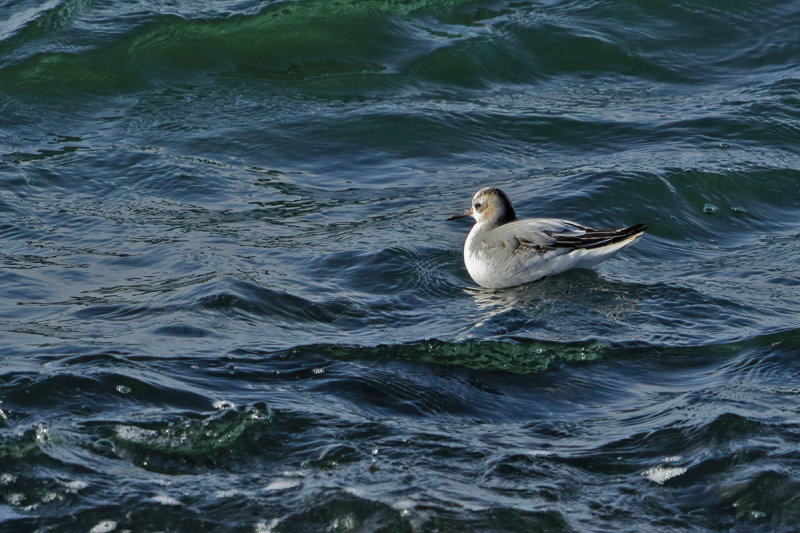 Red Phalarope- (Phalaropus fulicarius)