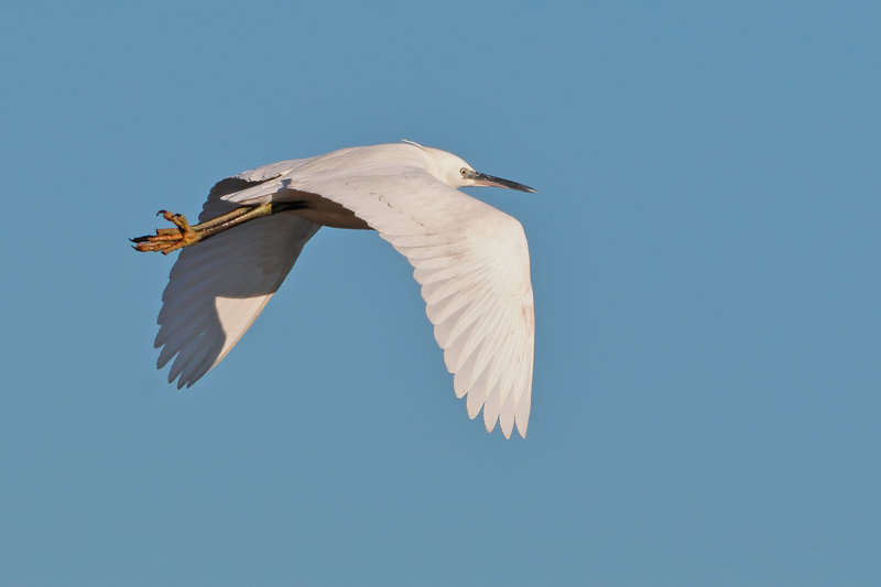Little Egret (Egretta garzetta)