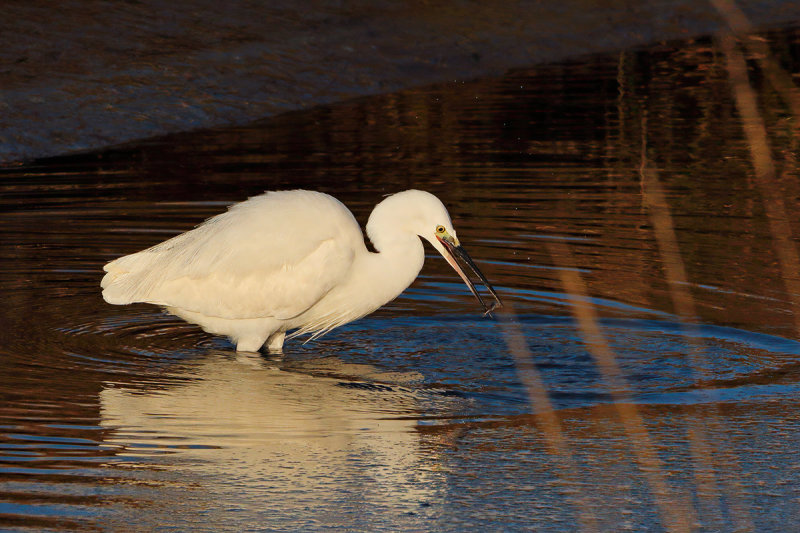 Little Egret (Egretta garzetta)