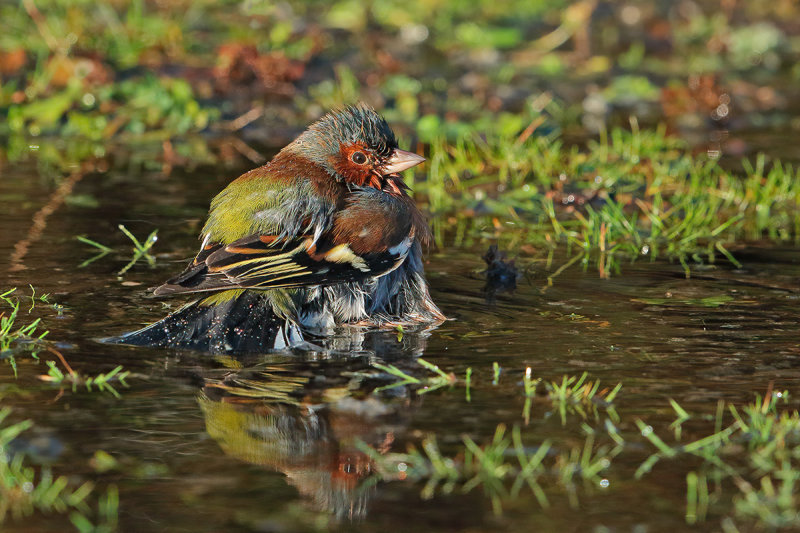 Common Chaffinch (Fringilla coelebs) 