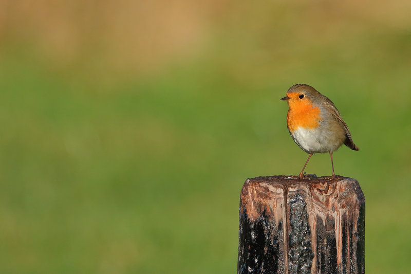 European Robin (Erithacus rubecula)