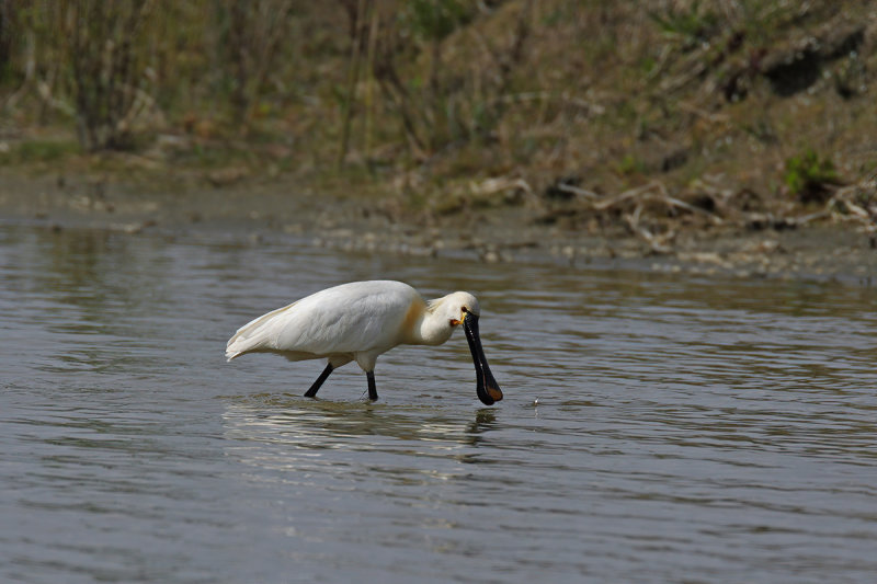 Eurasian Spoonbill (Platalea leucorodia)