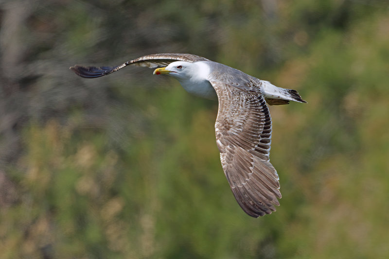Yellow-legged Gull - (Larus michahellis ssp. michahellis)